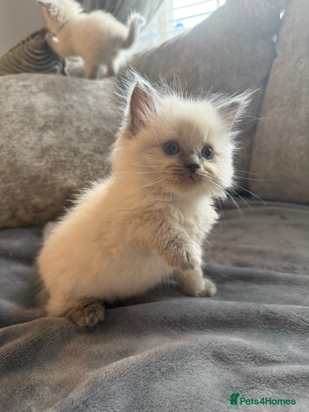 Ragdoll cats for sale: Beautiful Ragdoll Kittens  - Image 6