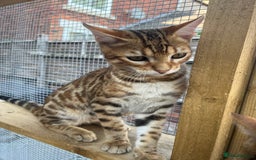Bengal cats for sale: 2 Bengal boys for sale - Image 7