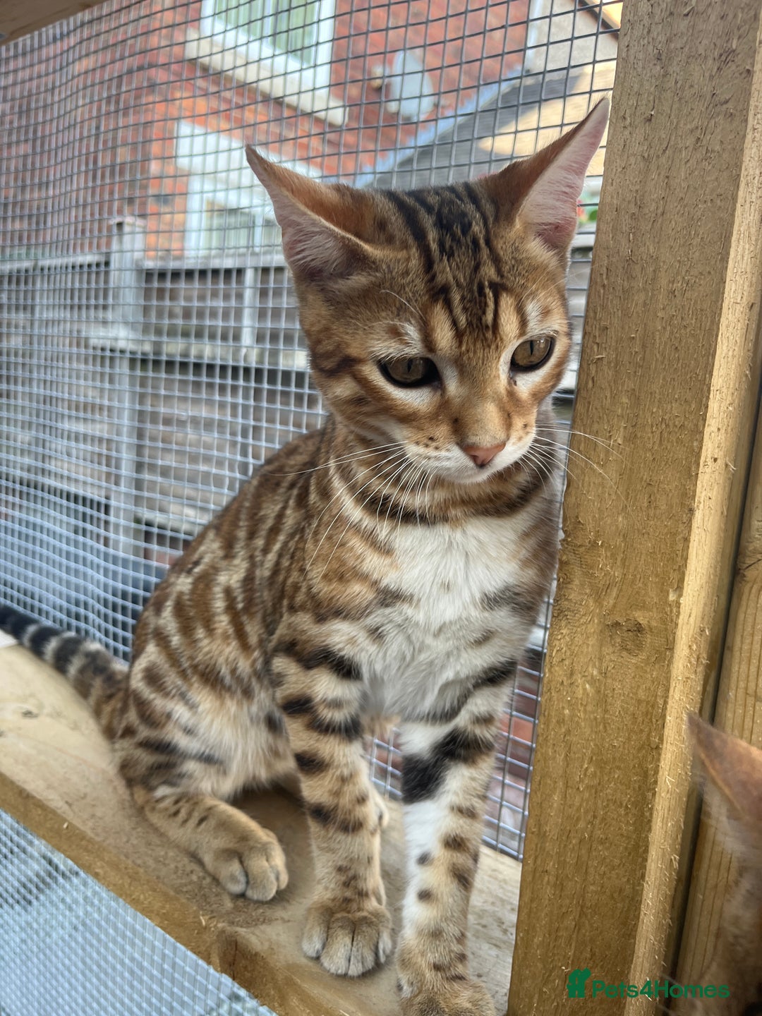 Bengal cats for sale: 2 Bengal boys for sale - Image 7