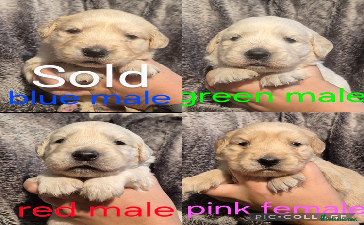 Golden Retriever dogs - Advert 4