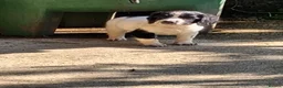 English Springer Spaniel dogs for sale: English Springer Spaniel puppies  - Advert 10