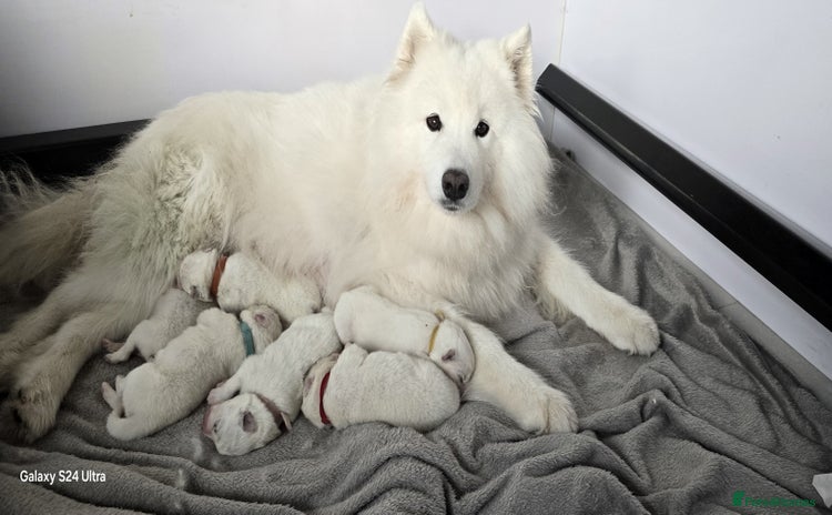 Samoyed dogs - Advert 8