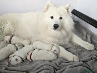 Samoyed dogs for sale - Advert 1