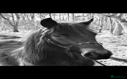 Irish Thoroughbred horses for sale: Thoroughbred and Dartmoor for sale - Image 4