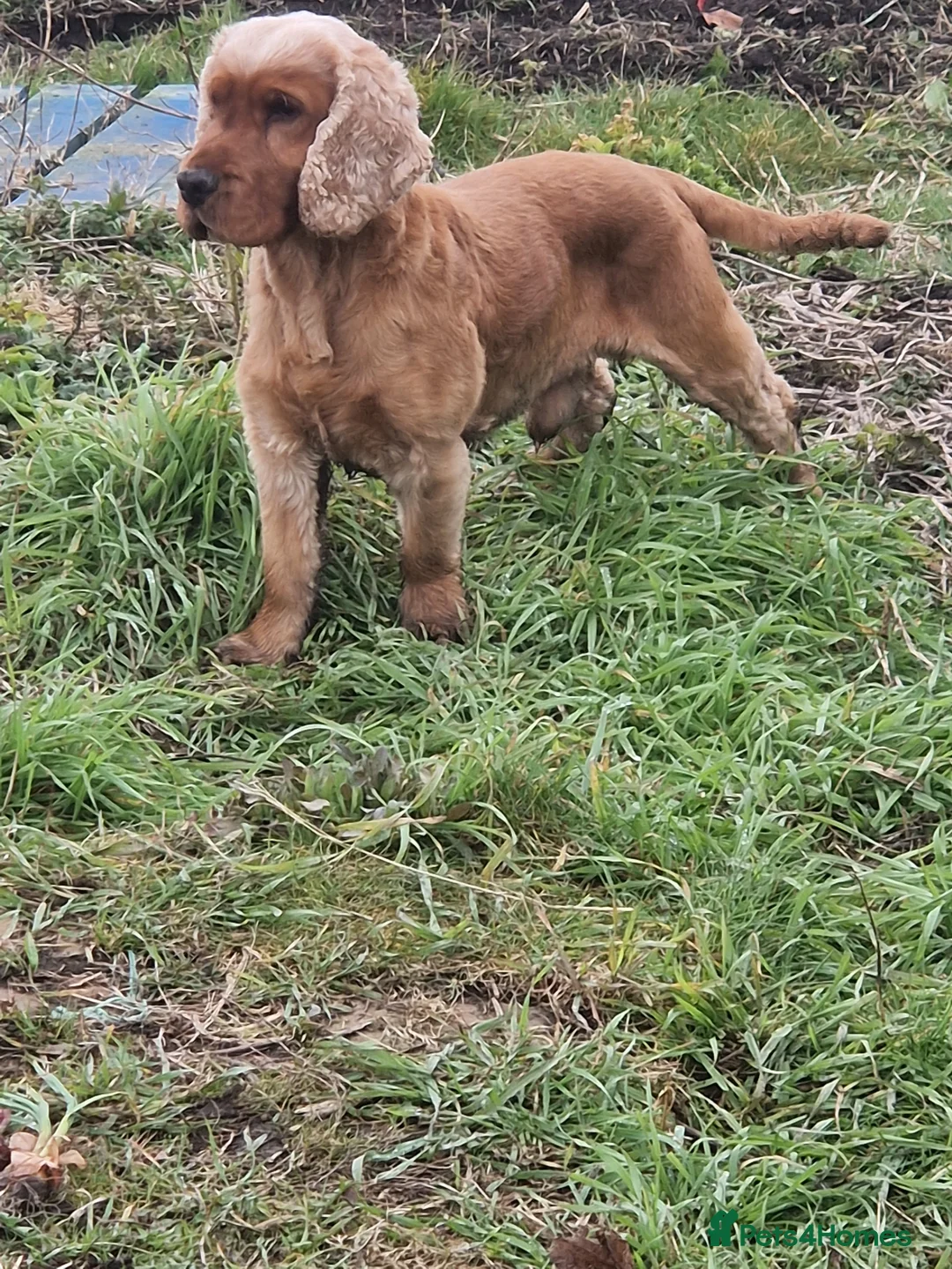Cocker Spaniel dogs for stud: Golden Show Type Cocker for Stud in Shildon - Advert 5