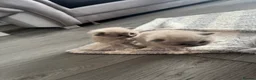 Ragdoll cats for sale: Beautiful ragdoll kittens  - Advert 17