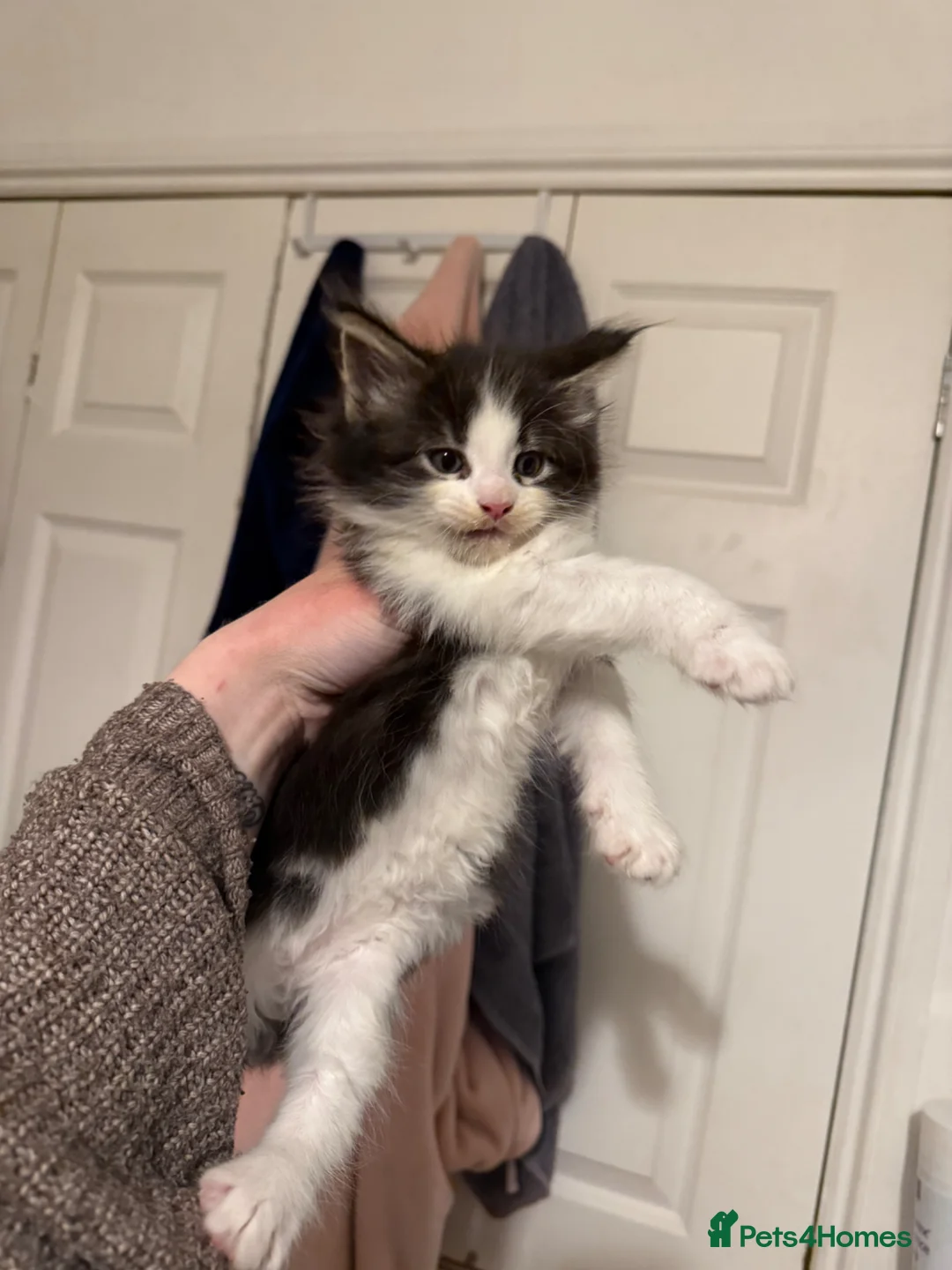 Maine Coon cats for sale: 1 Female Kitten Left 🖤 - Advert 1