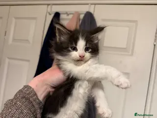 Maine Coon cats 1 Female Kitten Left 🖤 - Advert 9