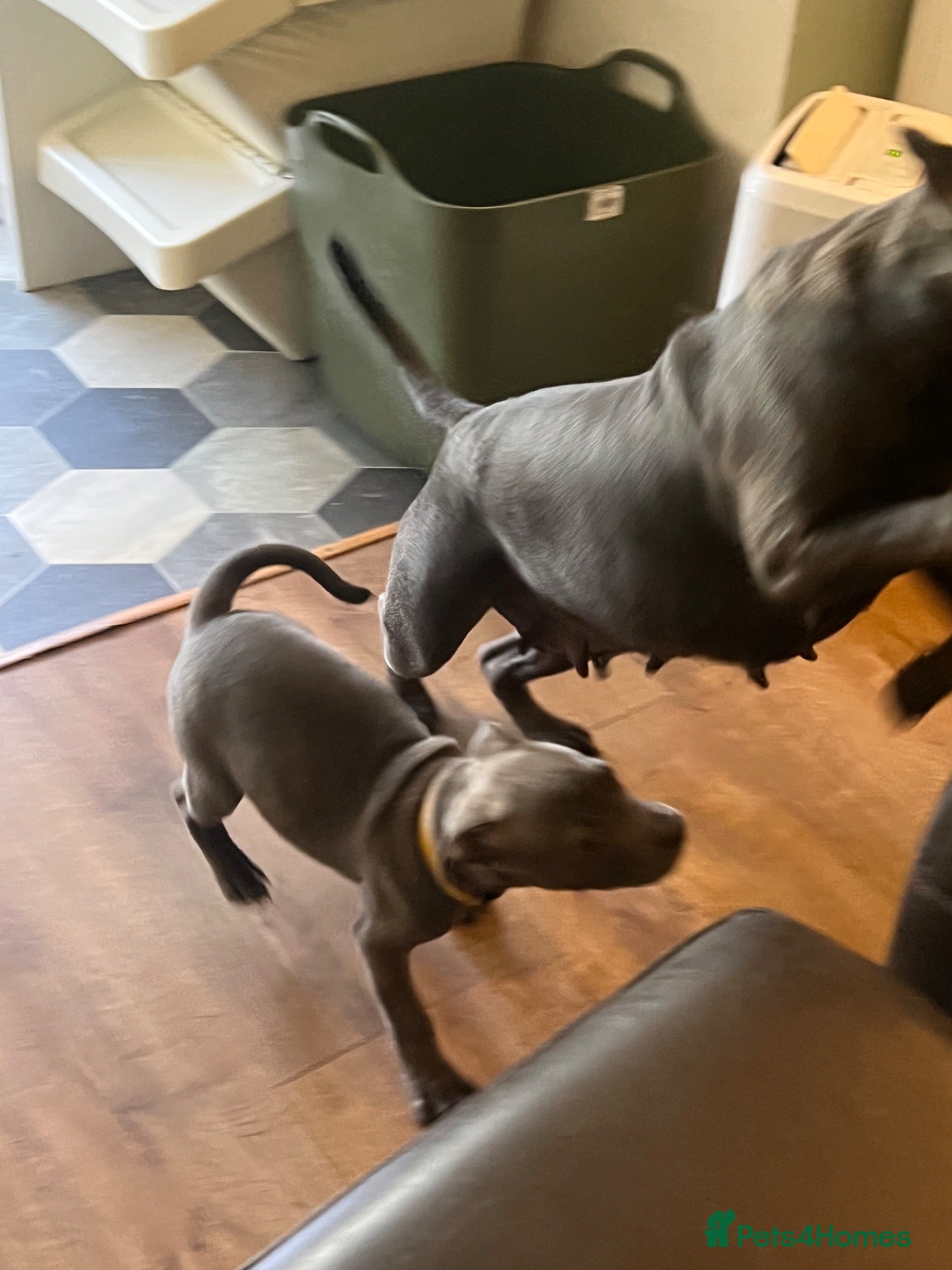 Staffordshire Bull Terrier dogs K. C registered blue Staffordshire puppies - Advert 2