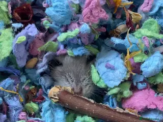 Hamster rodents Russian Dwarf Hamster Male - Advert 1