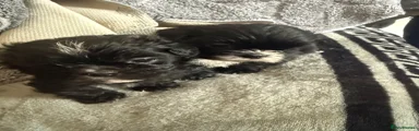 Shih Tzu Puppy 1