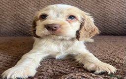 Cocker Spaniel dogs for sale: KC REG SHOW TYPE COCKER SPANIELS  - Image 2