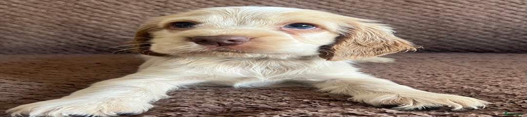 Puppy 2