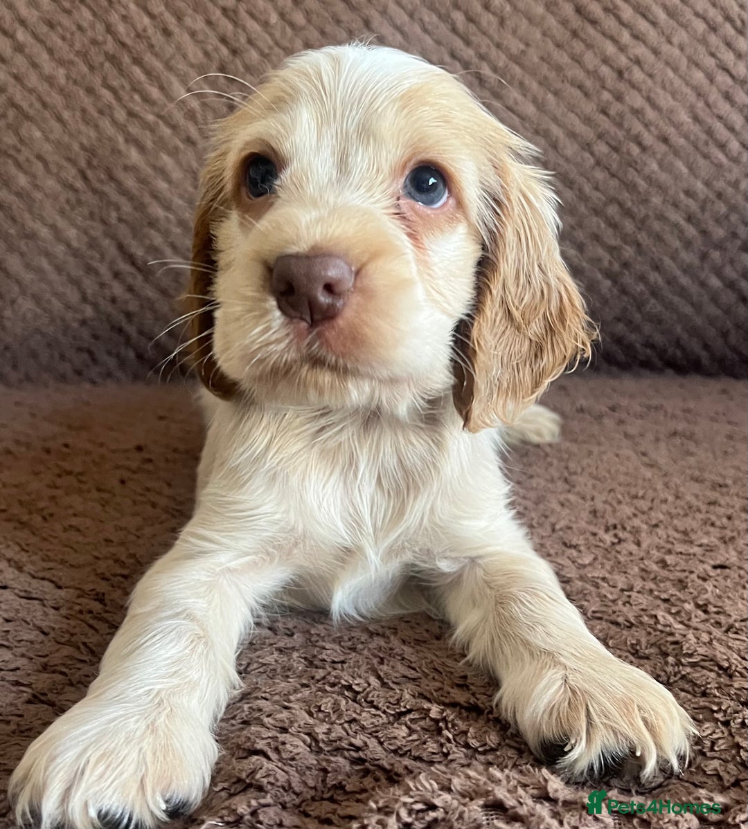 Cocker Spaniel dogs for sale: KC REG SHOW TYPE COCKER SPANIELS  - Image 2