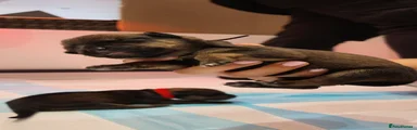 Female - Black Collar