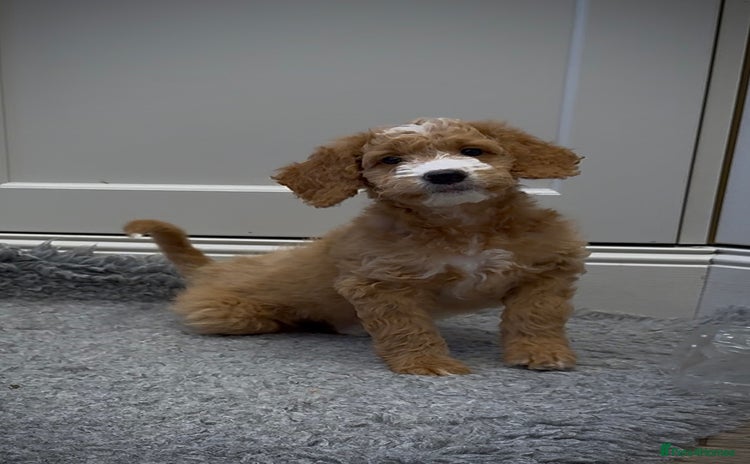 Australian Labradoodle dogs - Advert 1