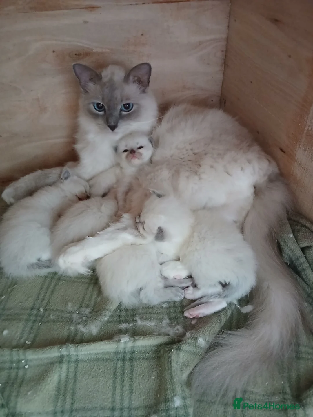 Ragdoll cats for sale: Ragdoll kittens in Cumnock - Advert 1