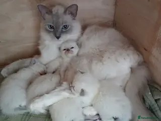 Ragdoll cats Ragdoll kittens - Advert 4