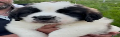 Saint Bernard Puppy 2