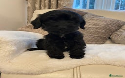 Cockapoo dogs for sale: Cockerpoo pups - Image 5