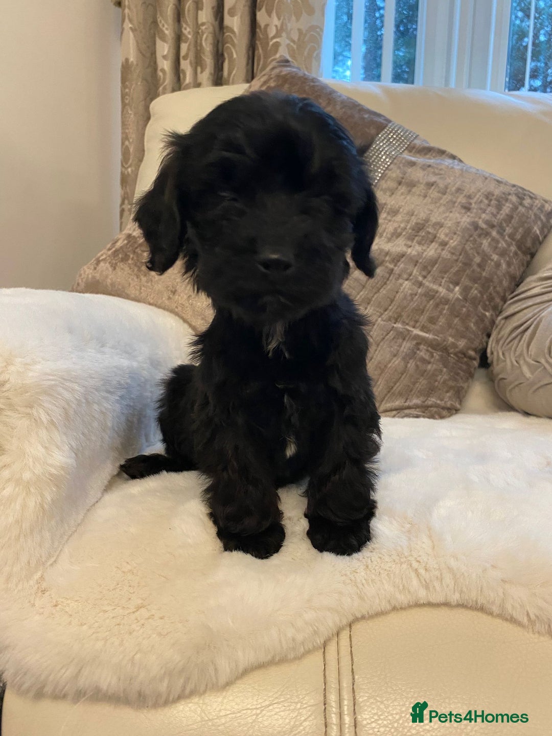 Cockapoo dogs for sale: Cockerpoo pups - Image 5
