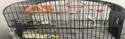 Lovebirds birds for sale: Male and female love birds + cage in Tipton - Advert 4