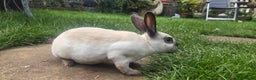 Rex rabbits for sale: 3 Mini rex 13 weeks old - Advert 18