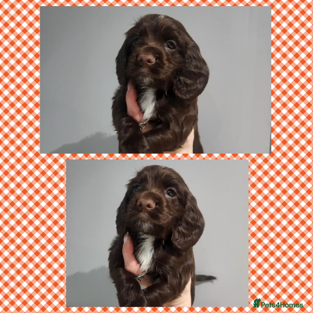 Cocker Spaniel dogs Stunning KC working cocker spaniel puppies  - Advert 14