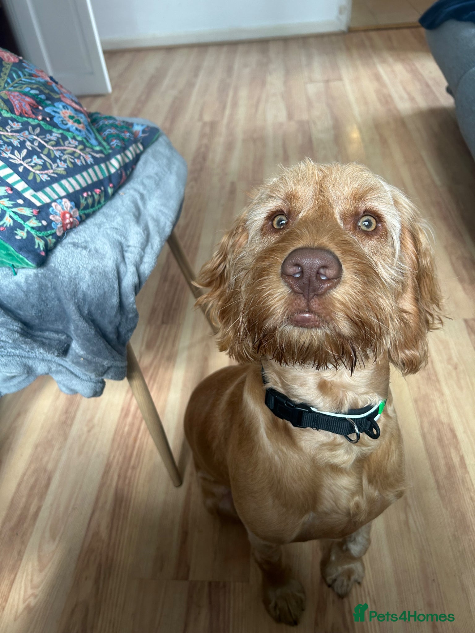 Cockapoo dogs Cockapoo puppy for sale - Advert 1
