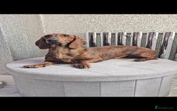 Dachshund dogs for stud: Standard dachshund  - Image 4