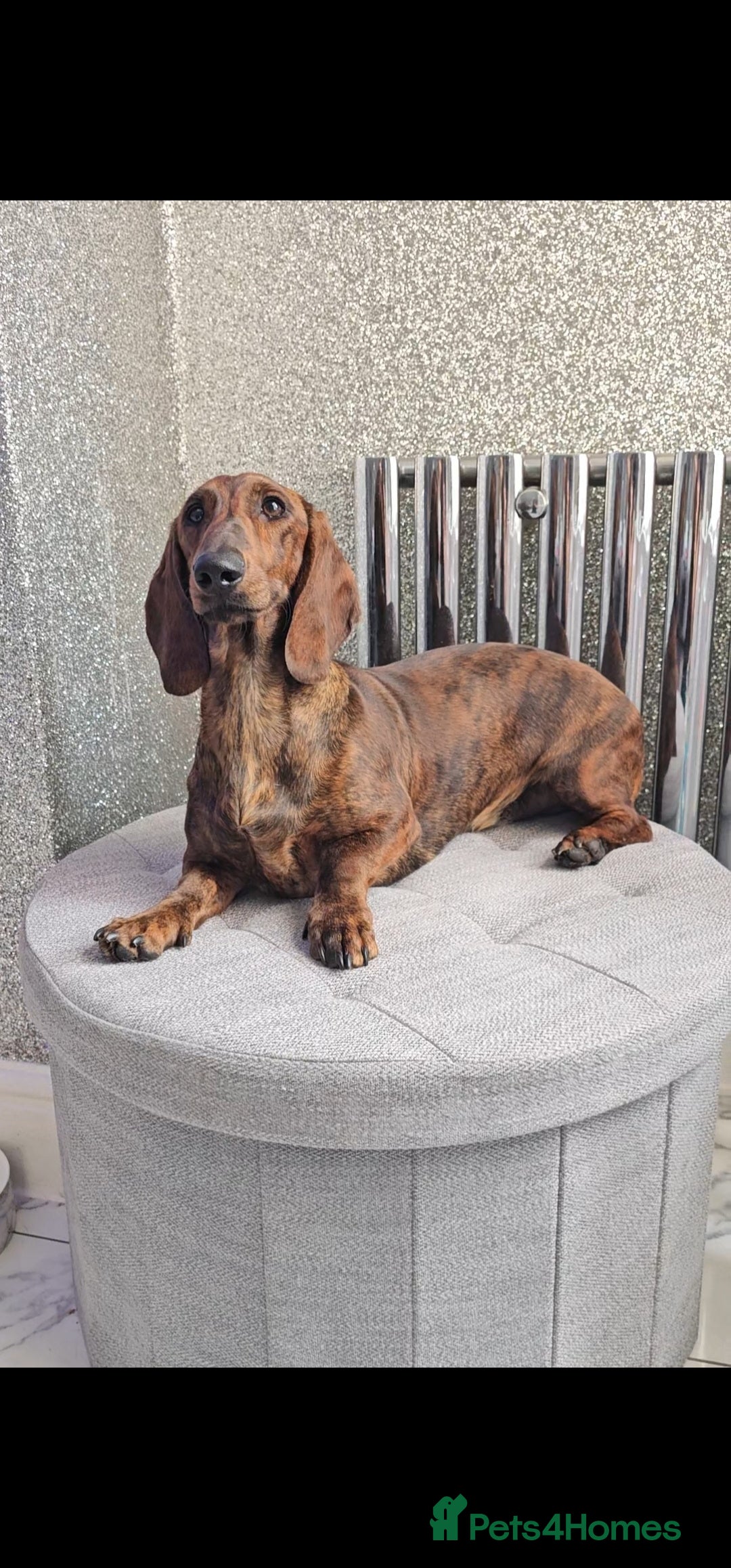 Dachshund dogs for stud: Standard dachshund  - Image 4