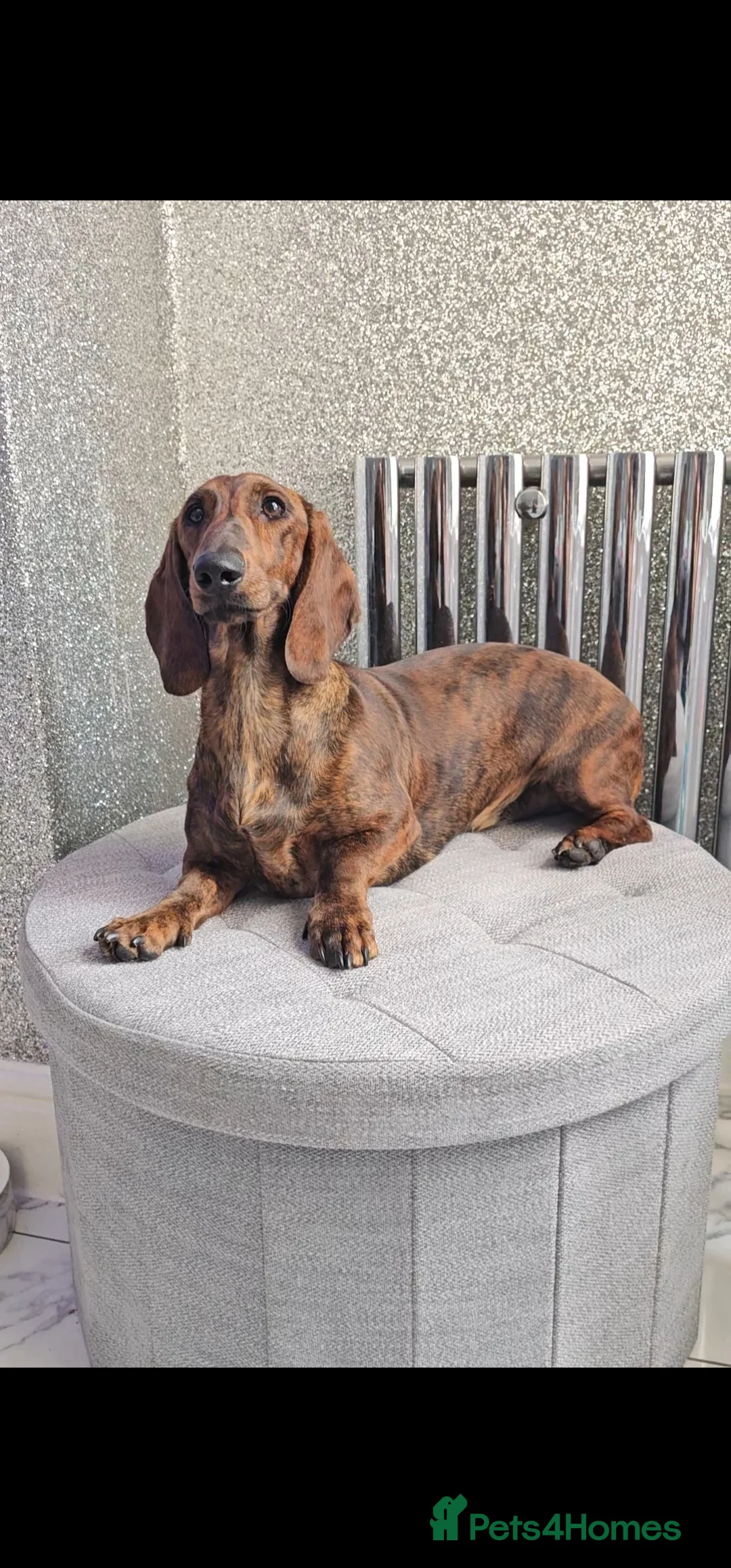 Dachshund dogs for stud: Standard dachshund  - Advert 4