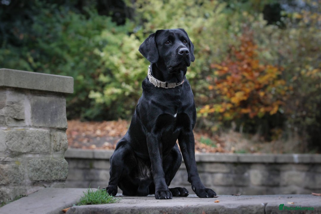 Labrador Retriever dogs for stud: Labrador stud dog produces black yellow chocolate - Image 2
