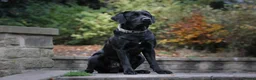 Labrador Retriever dogs for stud: Labrador stud dog produces black yellow chocolate - Advert 2
