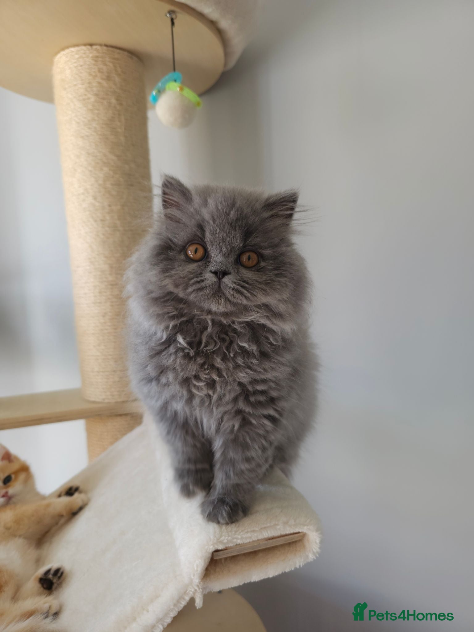 British Longhair cats ✨️Ready Now | FREE DELIVERY 🚗 - Advert 2