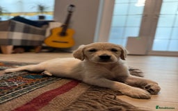 Golden Retriever dogs for sale: Adorable Golden Retriever Puppies  - Image 13