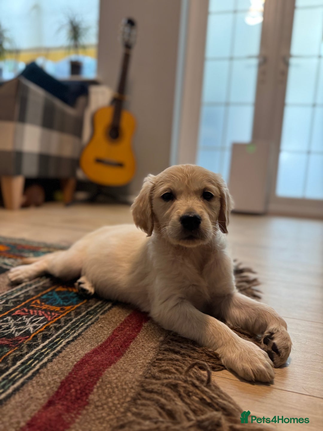 Golden Retriever dogs for sale: Adorable Golden Retriever Puppies  - Image 13