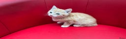 Mixed Breed cats for sale: Ginger Boy looking for a loving home. - Advert 12
