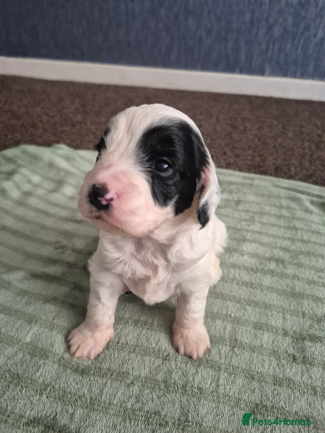 Cockapoo dogs for sale: 3 Beautiful F1 cockapoos  - Advert 2