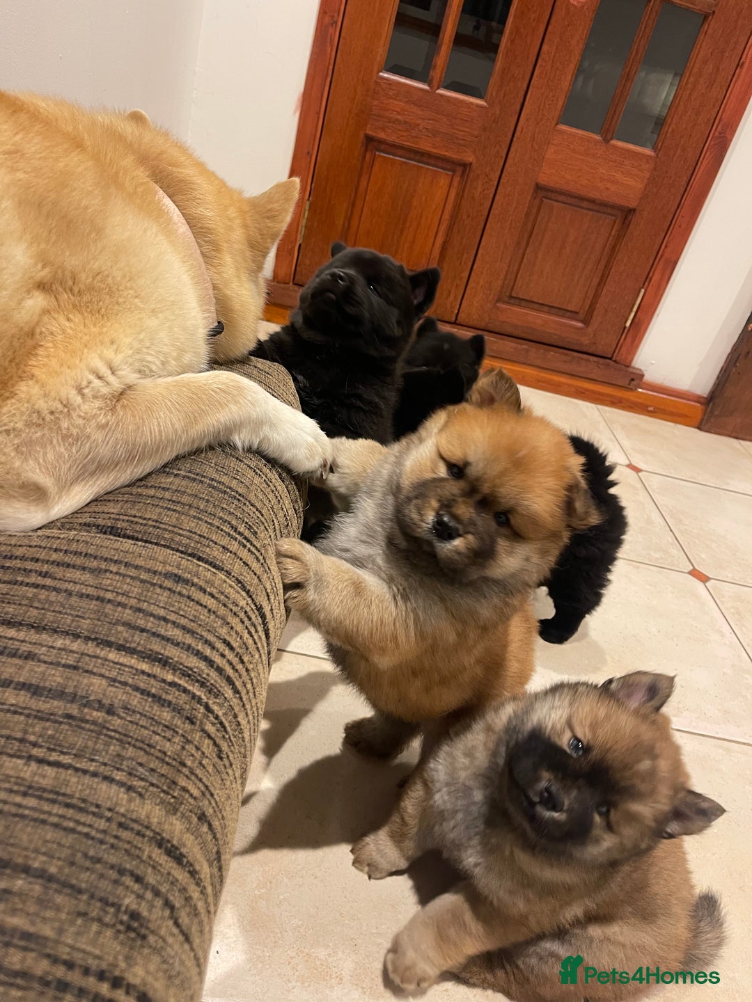 Mixed Breed dogs for sale: chowski / chow chow x Siberian husky - Advert 22
