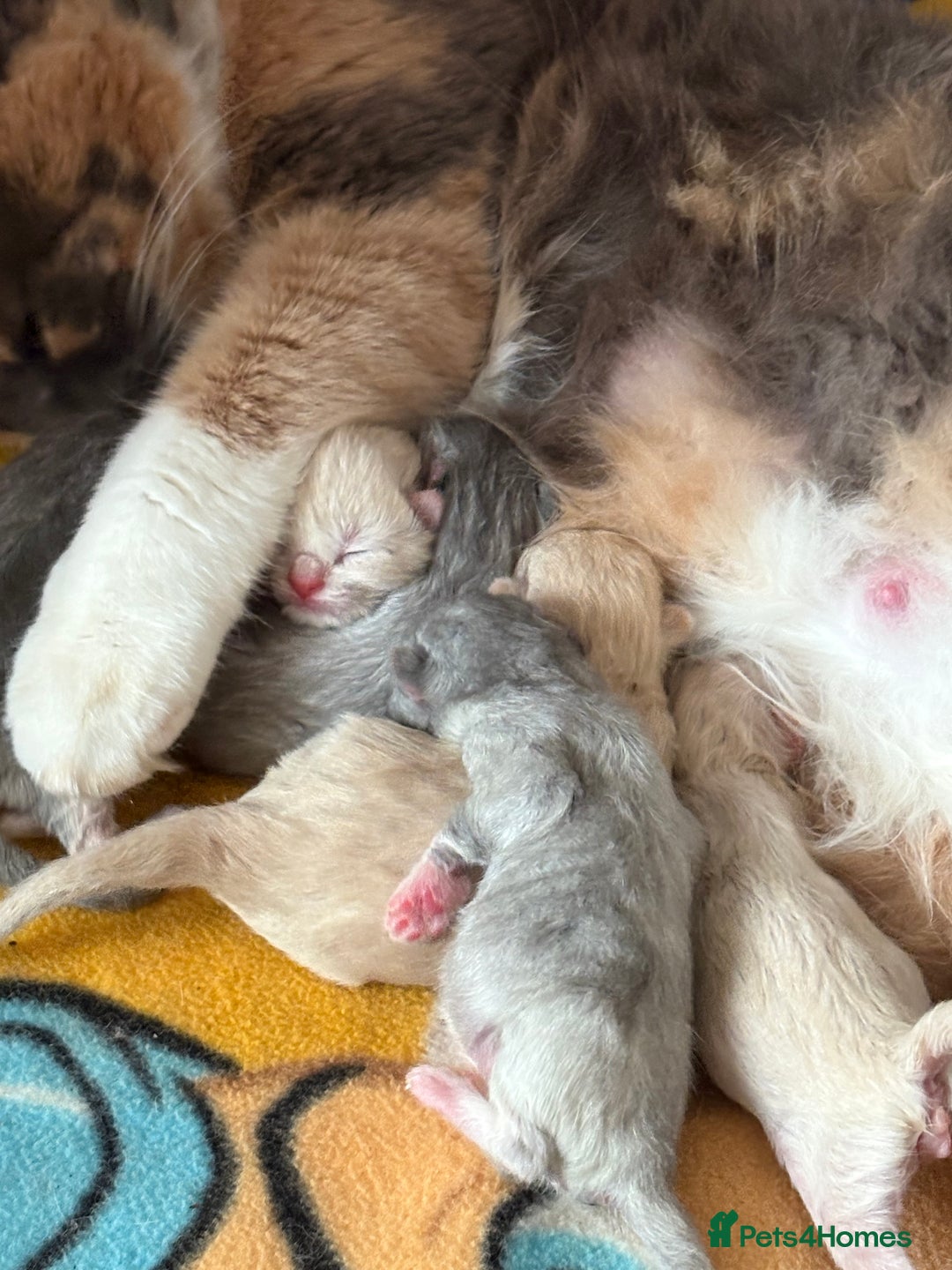 Mixed Breed cats for sale: Kittens  - Image 6