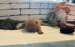 English Bulldog dogs for sale: Litter of 8  - Image 40