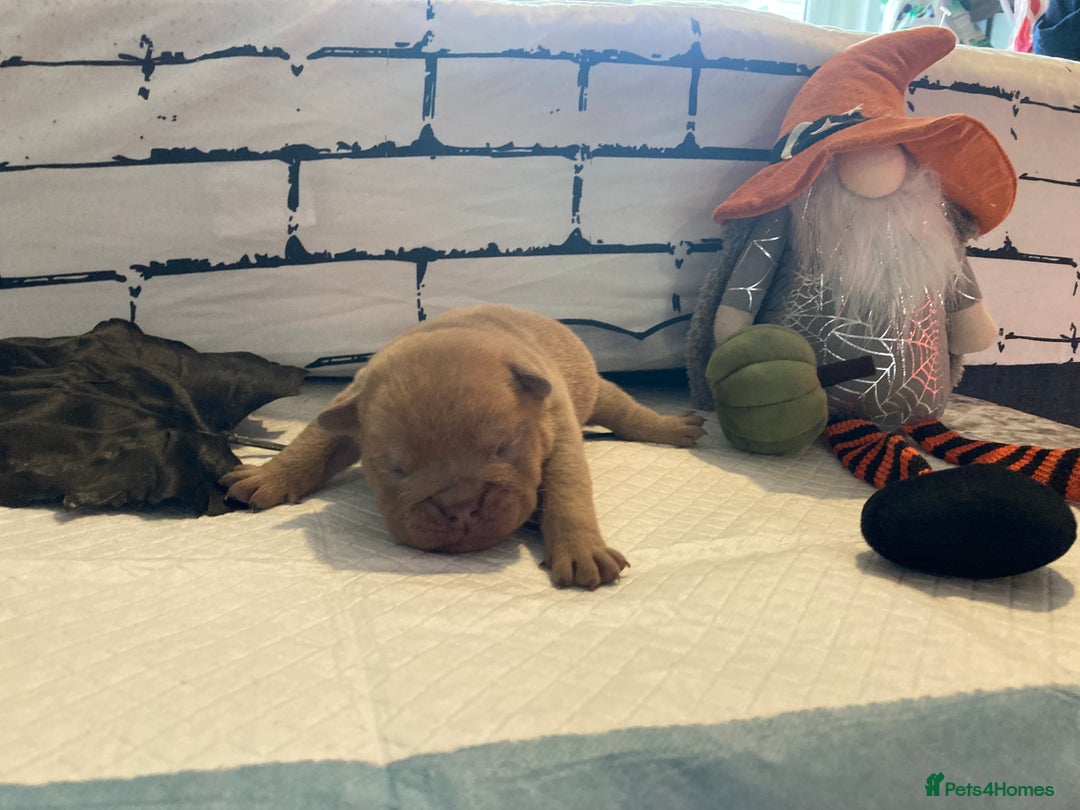 English Bulldog dogs for sale: Litter of 8  - Image 40