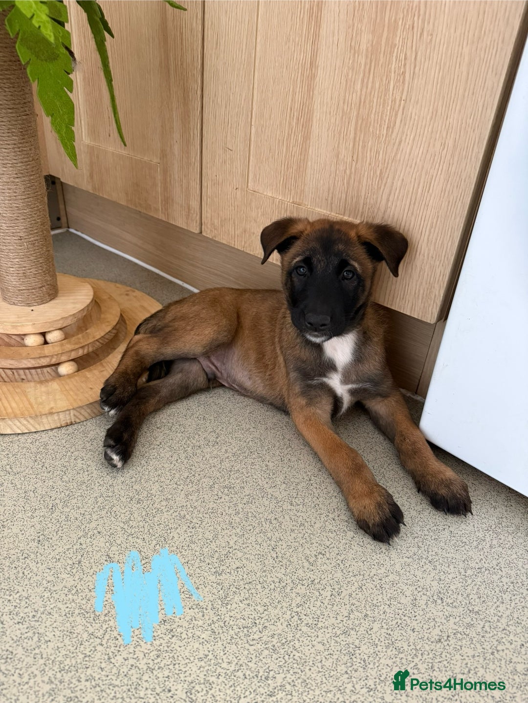 Belgian Shepherd Dog dogs for sale: Belgian Malinois puppies🐾 - Image 15