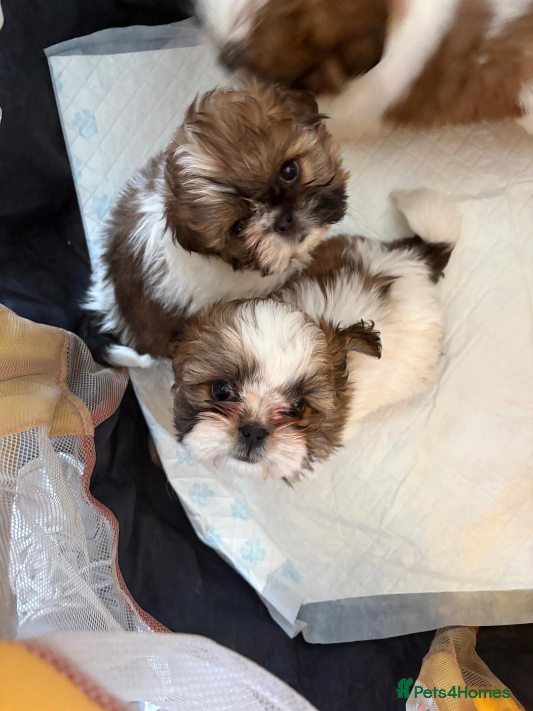 Shih Tzu dogs for sale: 3 lovely girl shih tzu puppies  - Advert 28