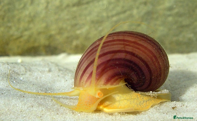 Snails fish - Advert 5
