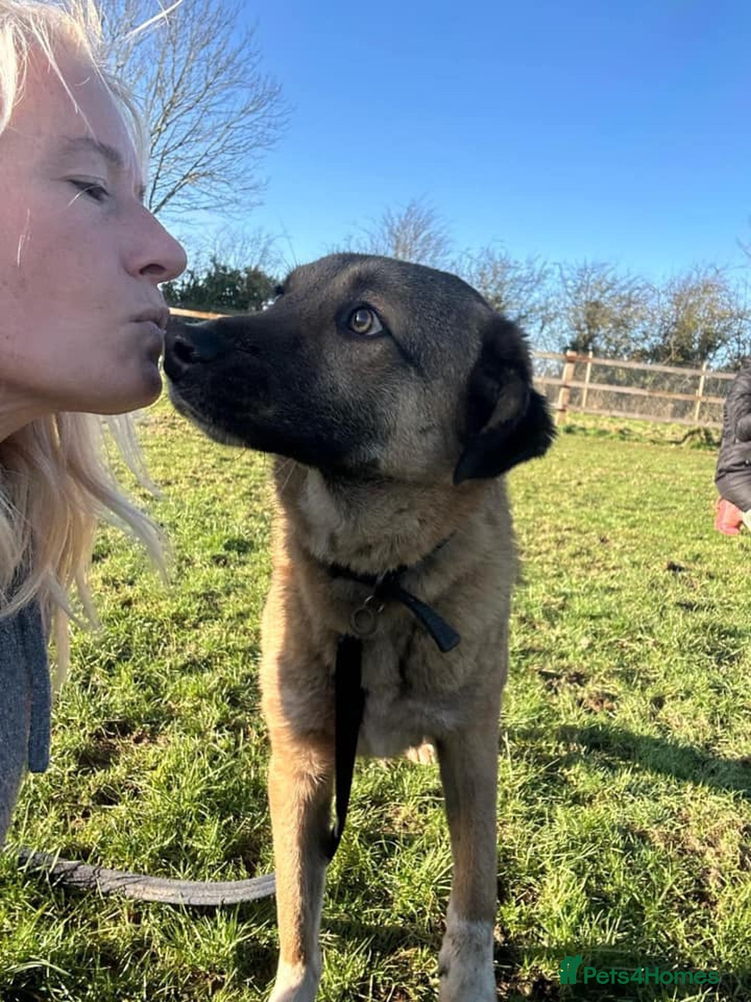 Mixed Breed dogs for adoption: Levi - Norwich Norfolk  - Image 3