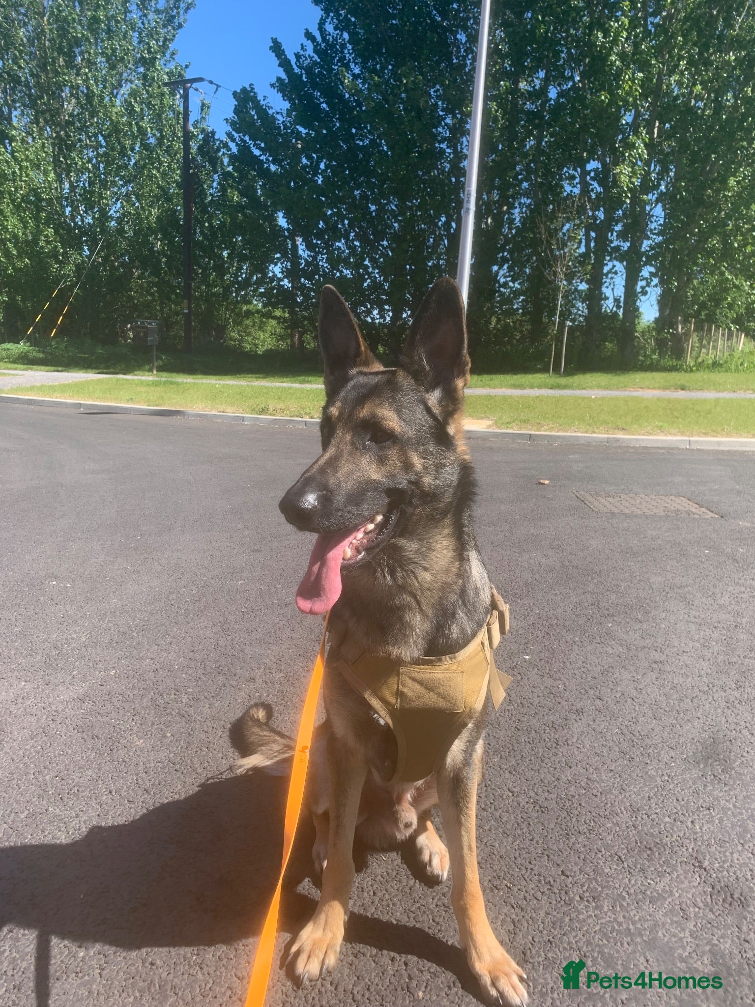 German Shepherd dogs Buster  - Advert 1