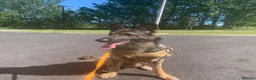 German Shepherd dogs for sale: Buster  in Maidstone - Advert 1