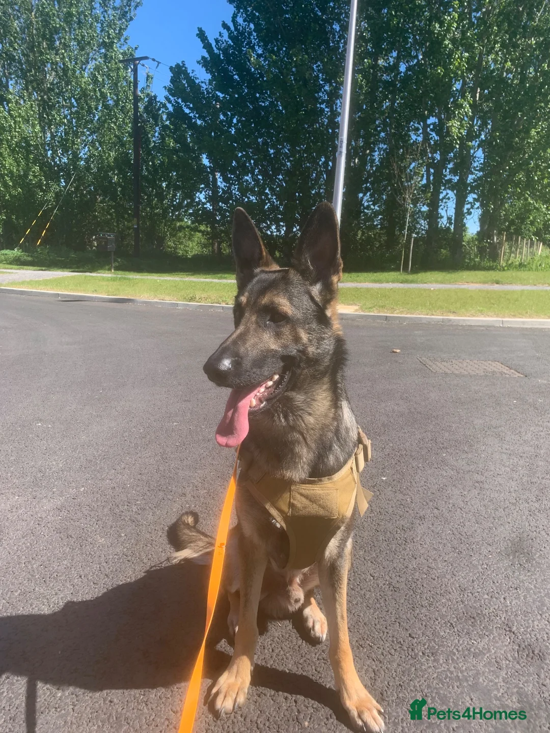German Shepherd dogs for sale: Buster  in Maidstone - Advert 1